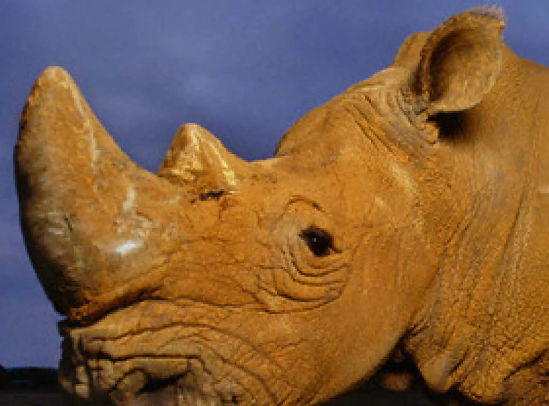 Cisco: a close side profile of a rhinoceros head dusted in ochre mud against a deep blue sky